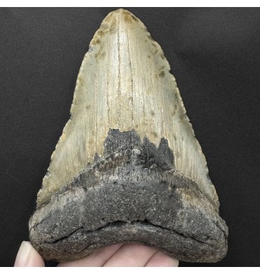 5.25 Inch Olive Green with Bite Damage Miocene ‘Megalodon’ Shark Tooth from South Carolina, USA (SKU V9175):- Otodus (Carcharocles) megalodon