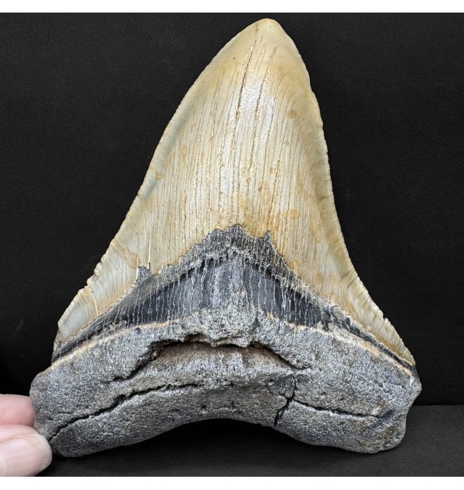5.75 Inch Beige Grey Coloured Miocene ‘Megalodon’ Shark Tooth from South Carolina, USA (SKU V8633):- Otodus (Carcharocles) megalodon