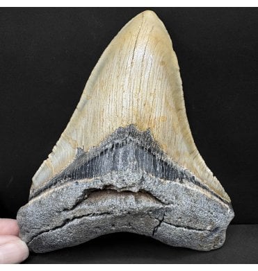5.75 Inch Beige Grey Coloured Miocene ‘Megalodon’ Shark Tooth from South Carolina, USA (SKU V8633):- Otodus (Carcharocles) megalodon
