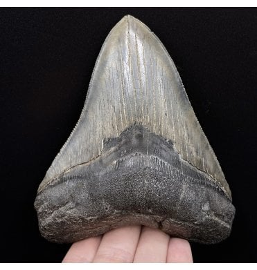 5 Inch Miocene ‘Megalodon’ Shark Tooth from South Carolina, USA (SKU V5344):- Otodus (Carcharocles) megalodon