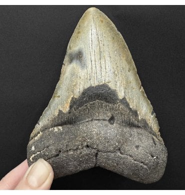 5 Inch Olive Green Miocene ‘Megalodon’ Shark Tooth from South Carolina, USA (SKU V9145):- Otodus (Carcharocles) megalodon