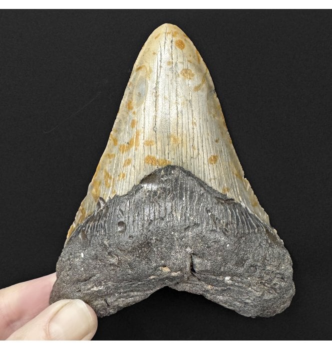 5 Inch Olive Green Miocene ‘Megalodon’ Shark Tooth from South Carolina, USA (SKU V9172):- Otodus (Carcharocles) megalodon