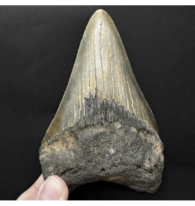 5 Inch Olive Green Miocene ‘Megalodon’ Shark Tooth from South Carolina, USA (SKU V9242):- Otodus (Carcharocles) megalodon