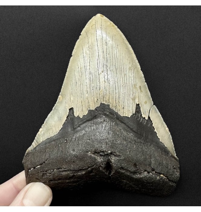 5 Inch Olive Green Miocene ‘Megalodon’ Shark Tooth from South Carolina, USA (SKU V9243):- Otodus (Carcharocles) megalodon