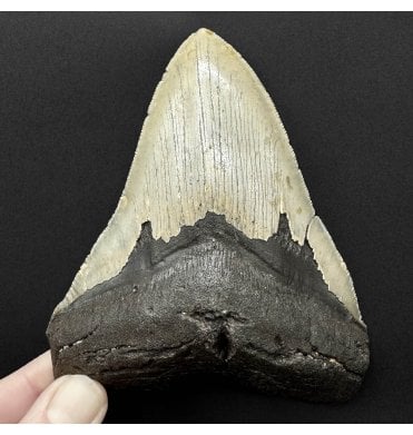 5 Inch Olive Green Miocene ‘Megalodon’ Shark Tooth from South Carolina, USA (SKU V9243):- Otodus (Carcharocles) megalodon