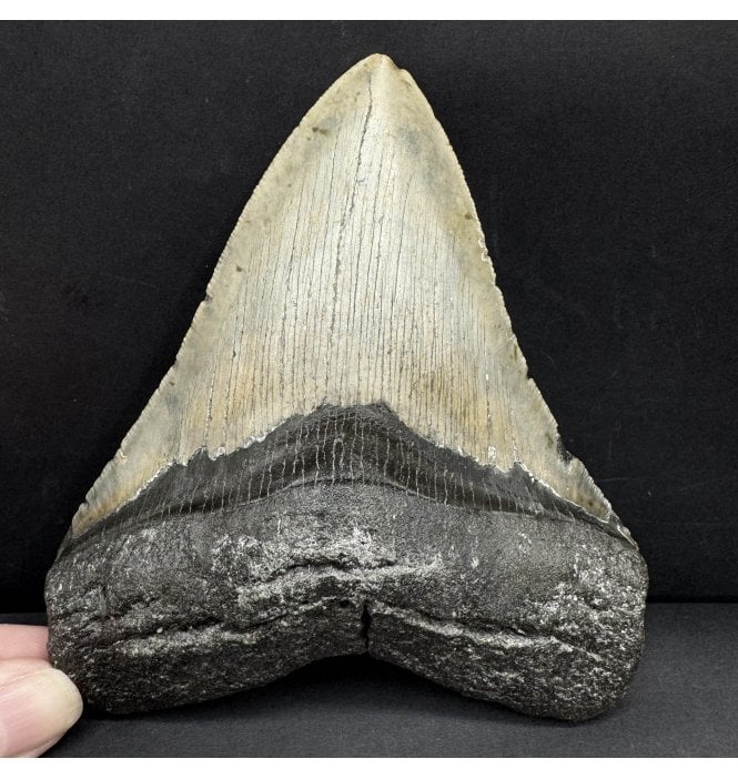 5 Inch Olive Grey Coloured Miocene ‘Megalodon’ Shark Tooth from South Carolina, USA (SKU V8635):- Otodus (Carcharocles) megalodon