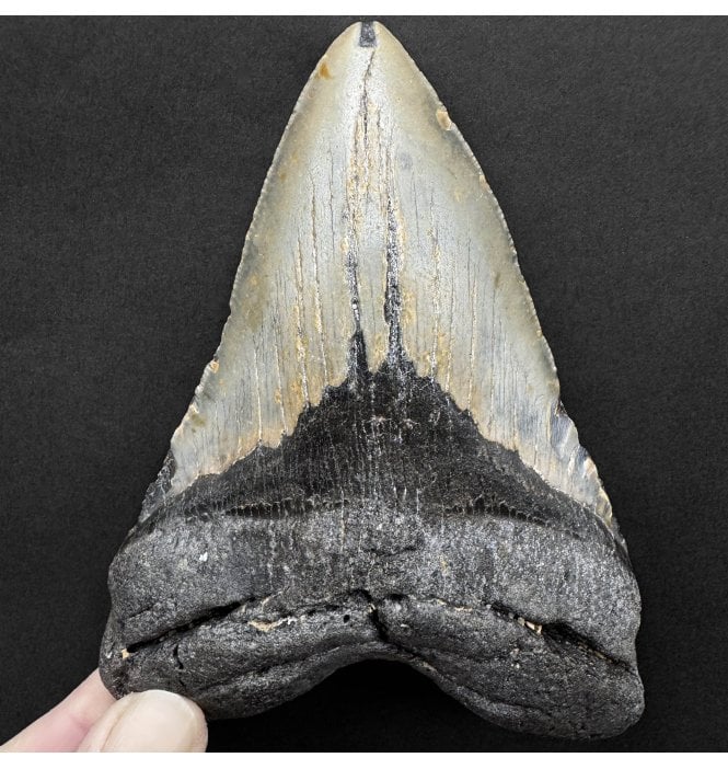 5 Inch Olive Grey Miocene ‘Megalodon’ Shark Tooth from South Carolina, USA (SKU V8183):- Otodus (Carcharocles) megalodon