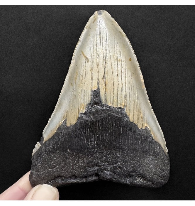5 Inch Olive Grey Miocene ‘Megalodon’ Shark Tooth from South Carolina, USA (SKU V8185):- Otodus (Carcharocles) megalodon