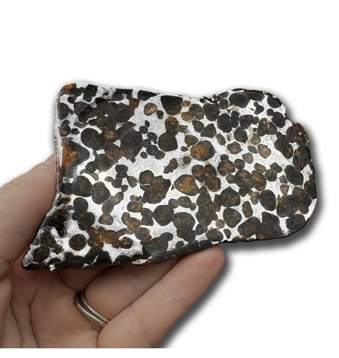 62g Sericho Pallasite Slice Stony-Iron Meteorite (SKU M2471)
