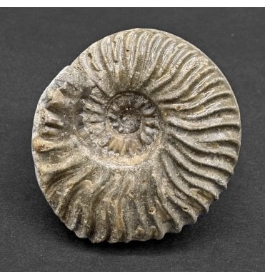 Aalenian, Middle Jurassic Ammonite from Isle of Skye, Scotland (SKU A4519):- Ludwigia obtusiformis