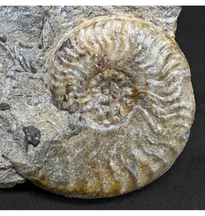 Aalenian, Middle Jurassic Ammonite from Isle of Skye, Scotland (SKU A4600):- Ludwigia obtusiformis