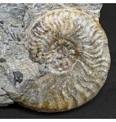 Aalenian, Middle Jurassic Ammonite from Isle of Skye, Scotland (SKU A4600):- Ludwigia obtusiformis
