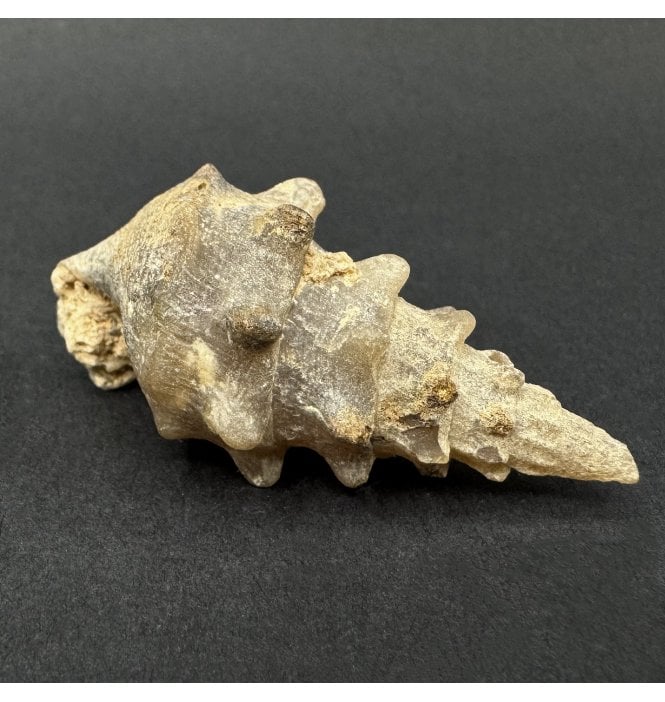 Agatised Cretaceous Gastropod from Assa, Morocco (SKU OF4473)