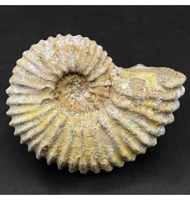Albian, Middle Cretaceous Ammonite from Madagascar (SKU A4848):- Calyoceras (Newboldiceras) asiaticum
