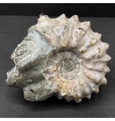 Albian, Middle Cretaceous Ammonite with Carved Skull from Madagascar (SKU A4712):- Douvilleiceras orbignyi