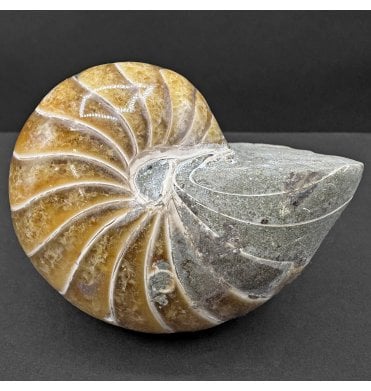 Albian, Middle Cretaceous Nautilus from Madagascar (SKU OF3806):- Cenoceras sp. indet.