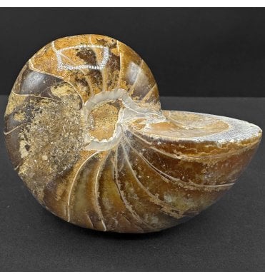 Albian, Middle Cretaceous Nautilus from Madagascar (SKU OF3807):- Cenoceras sp. indet.