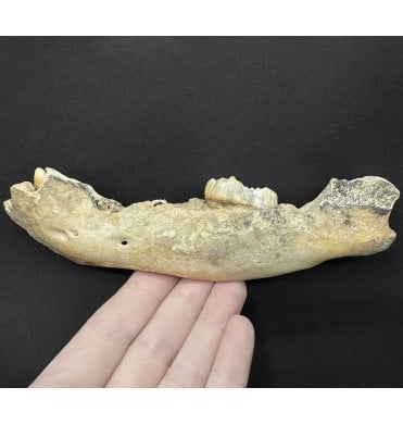 Baby Cave Bear Partial Jaw from Pleistocene Period of Romania (SKU V9249):- Ursus spelaeus
