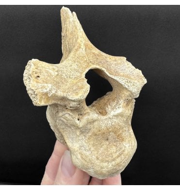 Baby Cave Bear Vertebra from Pleistocene Period of Romania (SKU V8798):- Ursus spelaeus