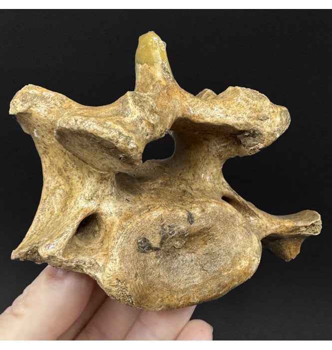 Baby Cave Bear Vertebra from Pleistocene Period of Romania (SKU V9116):- Ursus spelaeus