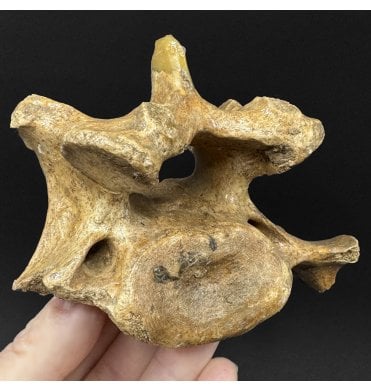 Baby Cave Bear Vertebra from Pleistocene Period of Romania (SKU V9116):- Ursus spelaeus
