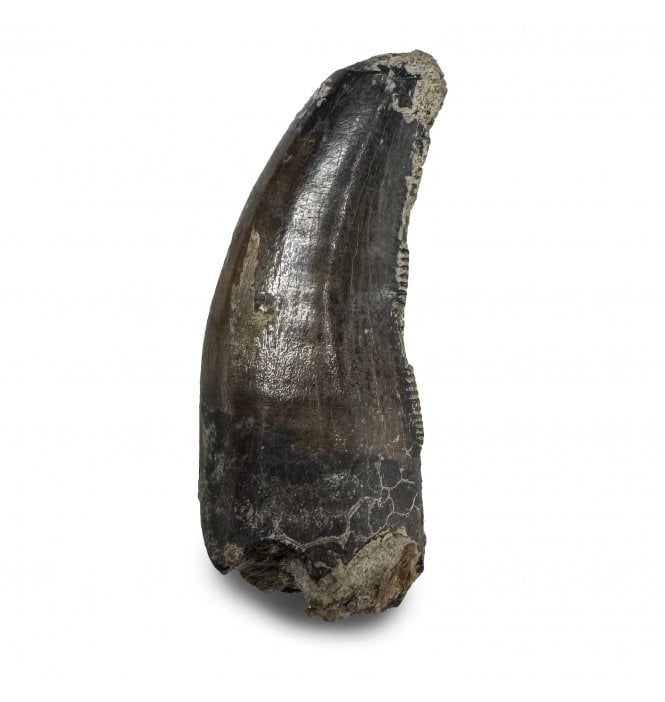 Baby/ Juvenile Upper Cretaceous Dinosaur Tyrannosaurus Rex Tooth from the Hell Creek Formation, Montana, USA (SKU V9276):- Tyrannosaurus Rex