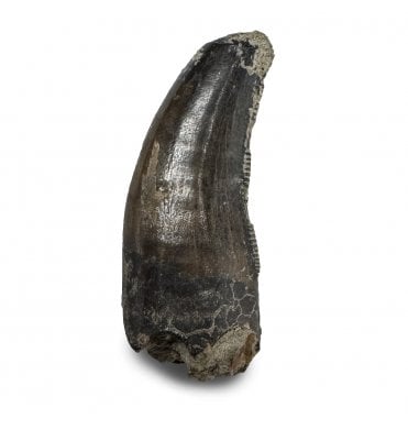 Baby/ Juvenile Upper Cretaceous Dinosaur Tyrannosaurus Rex Tooth from the Hell Creek Formation, Montana, USA (SKU V9276):- Tyrannosaurus Rex