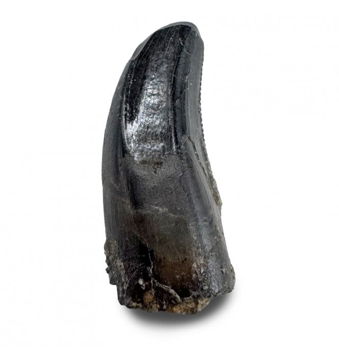 Baby/ Juvenile Upper Cretaceous Dinosaur Tyrannosaurus Rex Tooth from the Hell Creek Formation, Montana, USA (SKU V9277):- Tyrannosaurus Rex