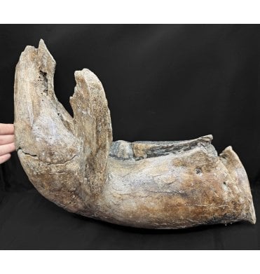 Baby Woolly Mammoth Lower Right Jaw from the North Sea (SKU V8883):- Mammuthus primigenius