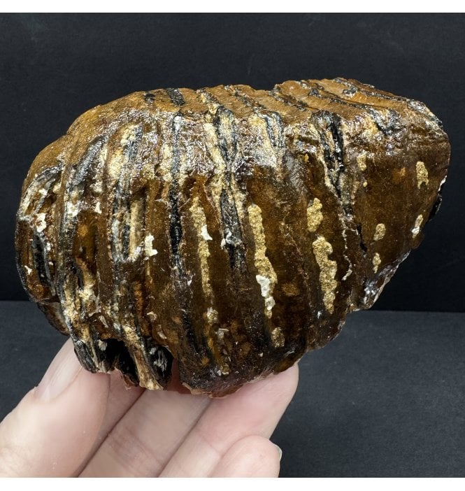 Baby Woolly Mammoth Tooth from the North Sea (SKU V8516):- Mammuthus primigenius