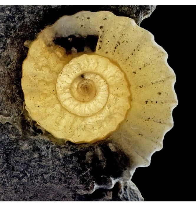 'Back Lit’ British Lower Jurassic, Lower Lias Calcite Ammonite from Charmouth, Dorset, England (SKU A4804):- Promicroceras planicosta