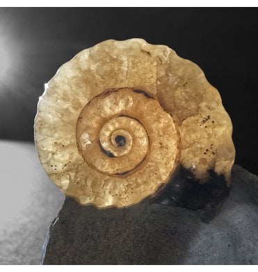 Backlit Prepped Lower Lias, Lower Jurassic Calcite Ammonite from Charmouth, Dorset, England (SKU A4967):- Promicroceras planicosta