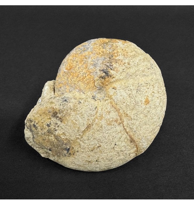 Bajocian, Middle Jurassic Ammonite from Madagascar (SKU A4962):- Phylloceras paquieri