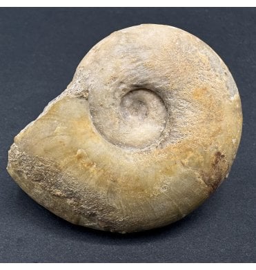 Bajocian, Middle Jurassic Ammonite from Sherborne, Dorset (SKU A3969):- Lissoceras oolithicum