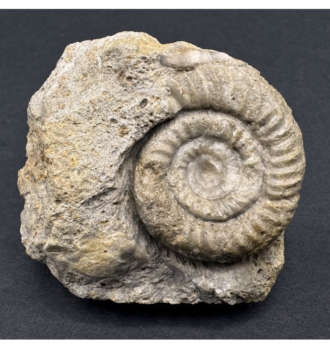 Bajocian, Middle Jurassic Ammonite from Sherborne, Dorset (SKU A3970):- Caumontisphinctes cf. rota