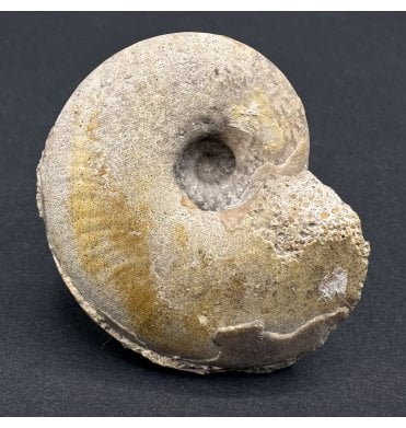 Bajocian, Middle Jurassic Ammonite from Sherborne, Dorset (SKU A3975):- Lissoceras oolithicum