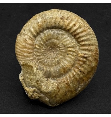 Bajocian, Middle Jurassic Ammonite from Sherbourne, Dorset, England (SKU A2367):- Cleistoshpinctes cleistus