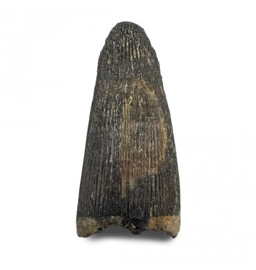 Bathonian, Middle Jurassic Crocodile Tooth from Kingsthorpe, England (SKU V8987):- Teleosaurus geoffroyi