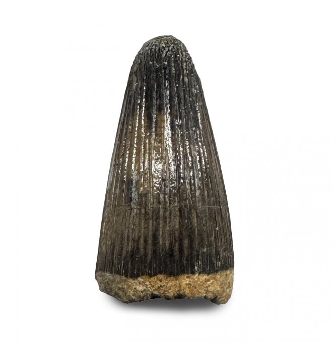 Bathonian, Middle Jurassic Crocodile Tooth from Kingsthorpe, England (SKU V9022):- Teleosaurus geoffroyi