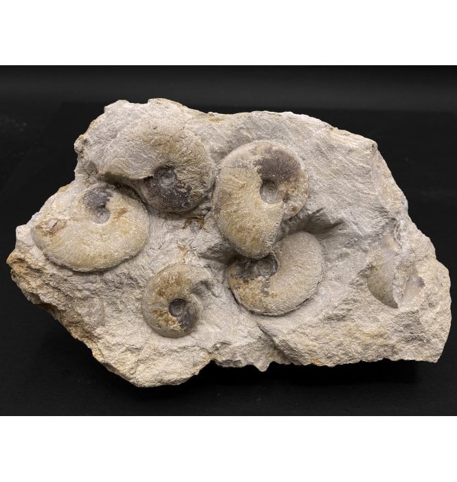 British Bajocan, Middle Jurassic Ammonite Cluster from Burton Bradstock, Dorset, England (SKU A3078):- Leioceras opalinum