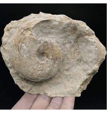British Bajocan, Middle Jurassic Ammonite from Burton Bradstock, Dorset, England (SKU A3283):- Leioceras opalinum