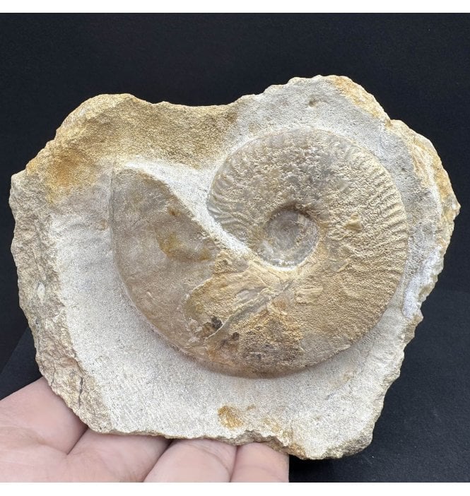 British Bajocan, Middle Jurassic Ammonite from Burton Bradstock, Dorset, England (SKU A4109):- Ludwigia bradfordensis