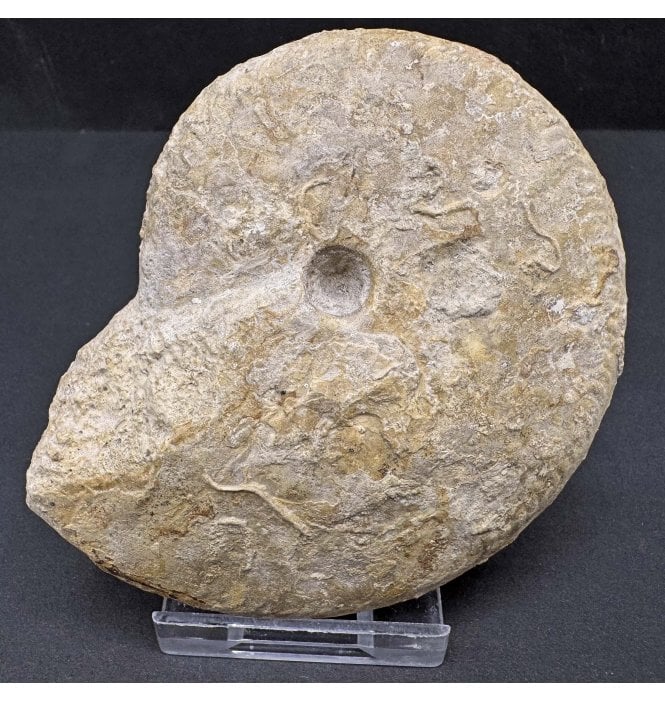 British Bajocan, Middle Jurassic Ammonite from Horn Park, Dorset, England (SKU A3895):- Oppelia subradiata