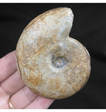 British Bajocian, Middle Jurassic Ammonite from Burton Bradstock, Dorset, England (SKU A2048):- Leioceras opalinum