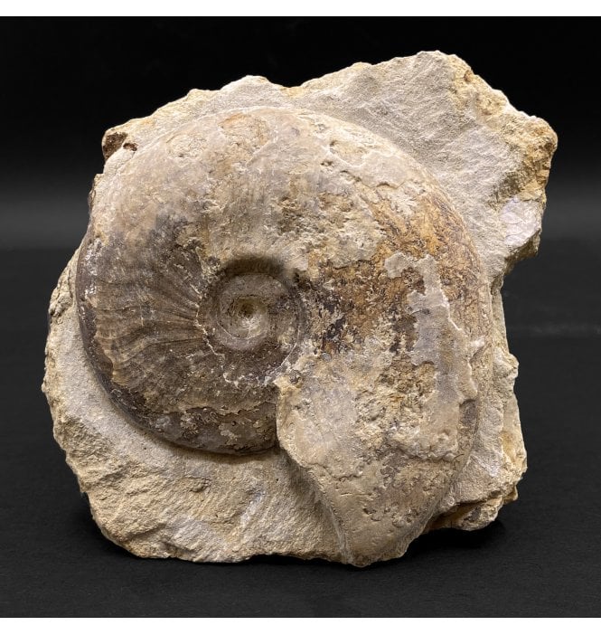 British Bajocian, Middle Jurassic Ammonite from Burton Bradstock, Dorset, England (SKU A3077):- Leioceras comptum