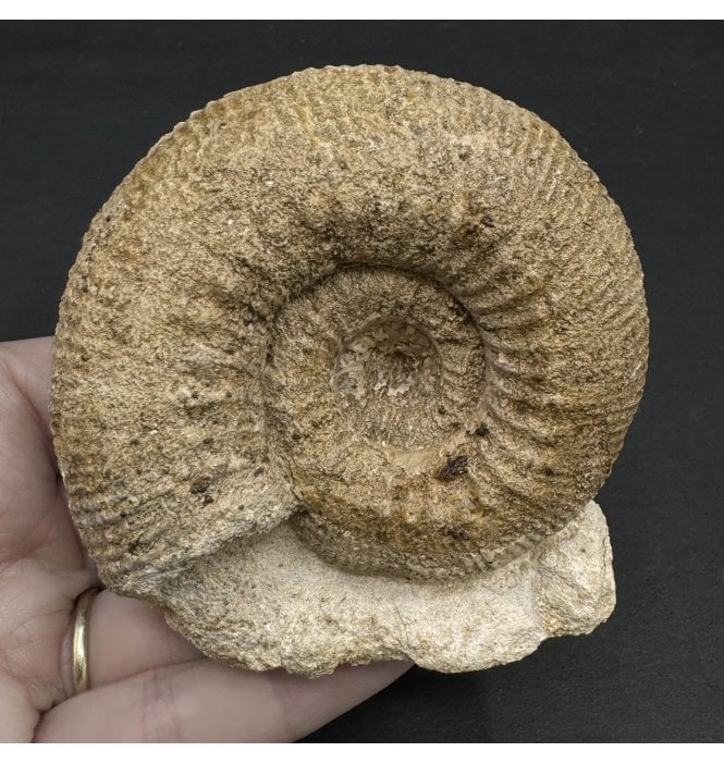 British Bajocian, Middle Jurassic Ammonite from Burton Bradstock, Dorset, England (SKU A3308):- Stephanoceras humphresianum