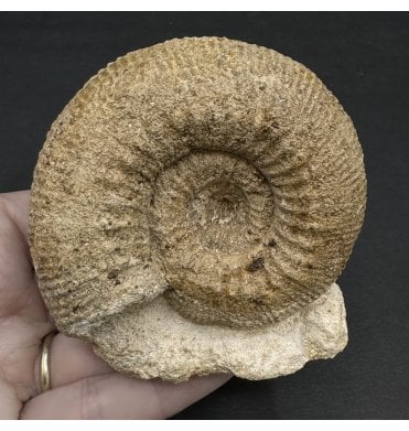 British Bajocian, Middle Jurassic Ammonite from Burton Bradstock, Dorset, England (SKU A3308):- Stephanoceras humphresianum