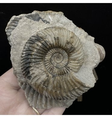 British Bajocian, Middle Jurassic Ammonite from Burton Bradstock, Dorset, England (SKU A3403):- Parkinsonia raricostata