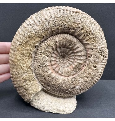 British Bajocian, Middle Jurassic Ammonite from Burton Bradstock, Dorset, England (SKU A3920):- Stephanoceras humphresianum