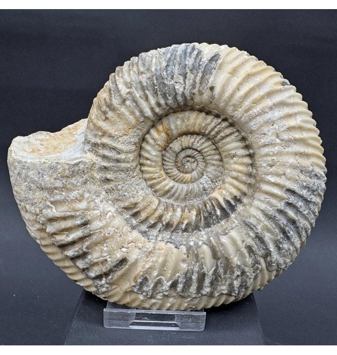 British Bajocian, Middle Jurassic Ammonite from Burton Bradstock, Dorset, England (SKU A4268):- Parkinsonia rarecosta